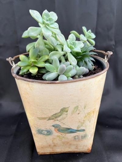 Mitchell's Nursery - Succulent Mix Pots Mixed Succulent Pots 6In