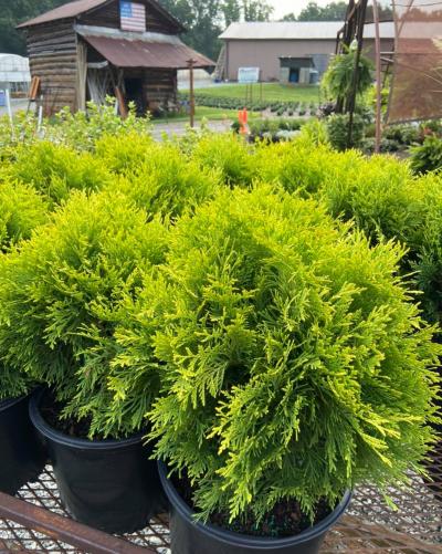 thuja containerware Thuja occidentalis 'Brabant' - Container main image 1