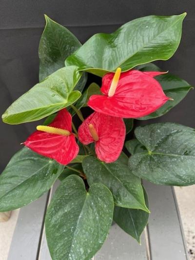 Mitchell's Nursery - Anthurium Flamingo Flower 6.5In