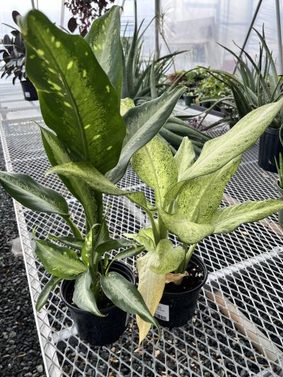 clumping philodendron Philodendron 'Florida Beauty'  variegated clumping form  non-TC  The  Plant Plug