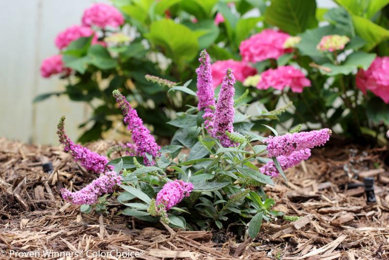 Mitchell's Nursery - Buddleia Pink Micro Chip #3