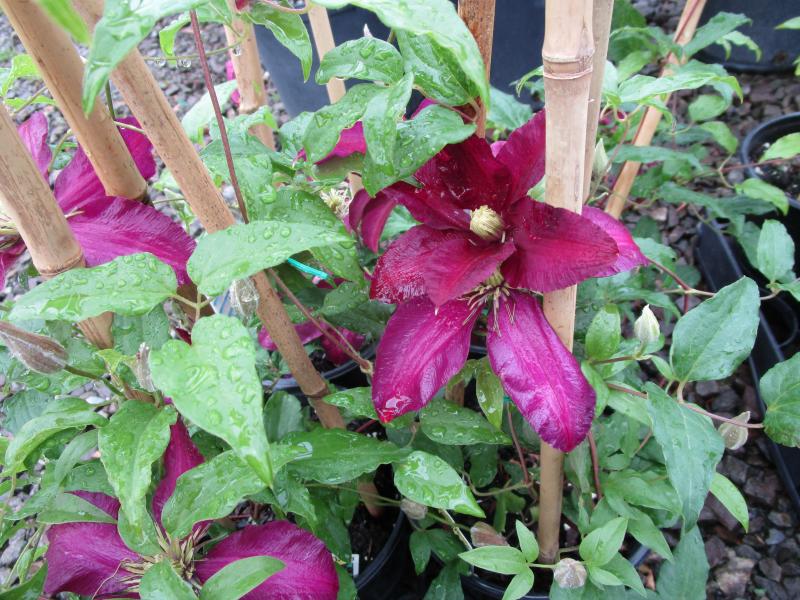 Mitchells Nursery Clematis Clematis Assorted 1 6142