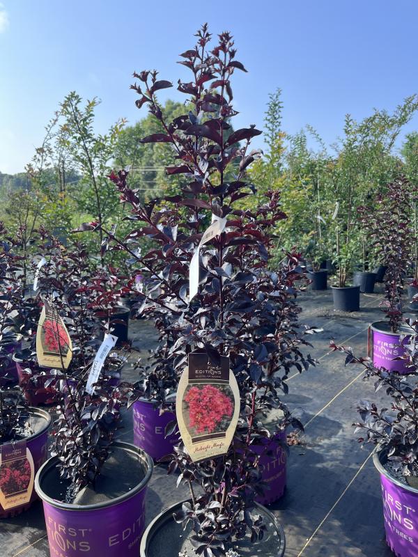 Mitchell's Nursery - Lagerstroemia Indica Midnight Magic Watermelon #3