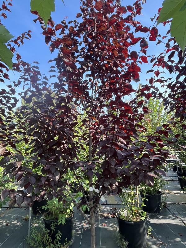 Mitchell's Nursery - Prunus Cerasifera Thundercloud #15