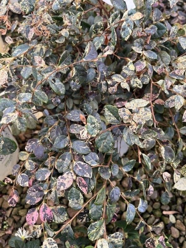 Mitchell's Nursery - Loropetalum Ruby Parfait #3