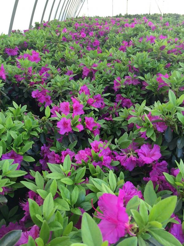 Mitchell's Nursery - Rhododendron Purple Splendor Azalea Purple #3