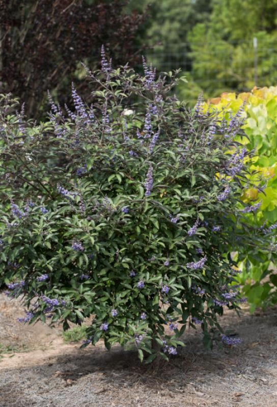 Mitchell's Nursery - Vitex Bailtexone Flipside Vitex #3